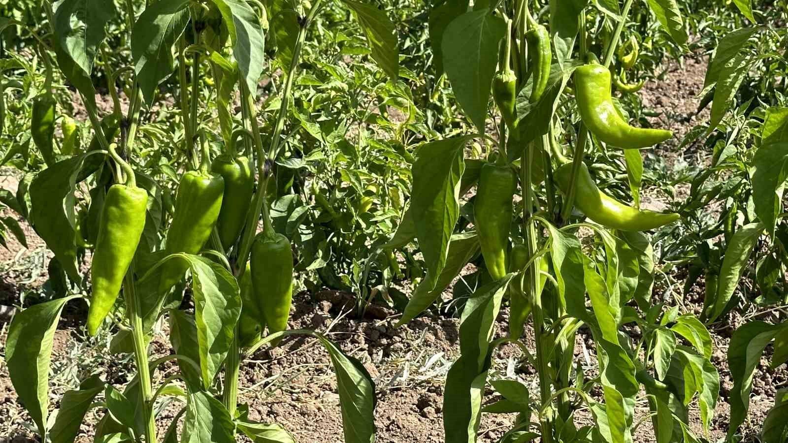 Hem öğretmen hem çiftçi