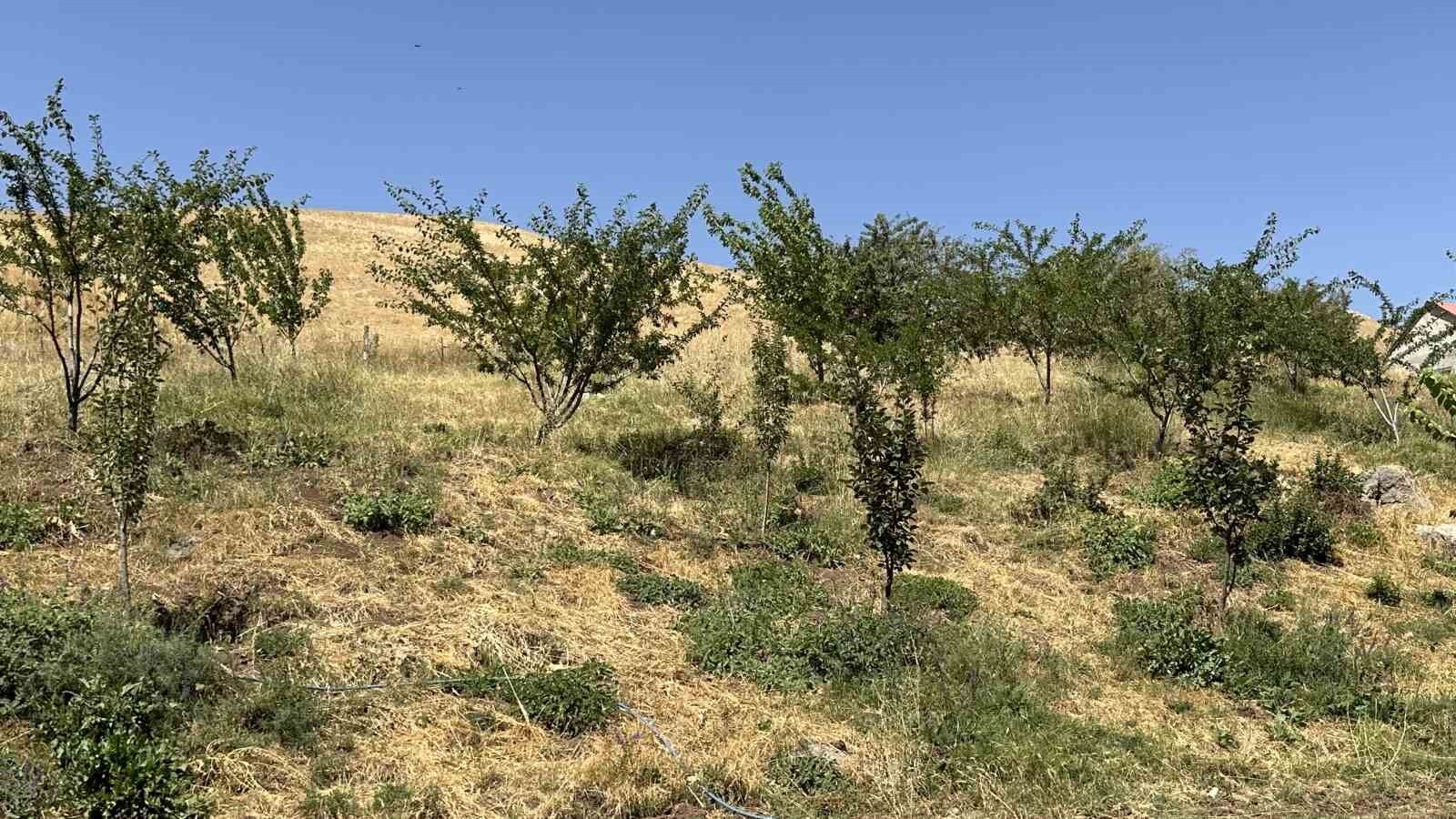 Hem öğretmen hem çiftçi