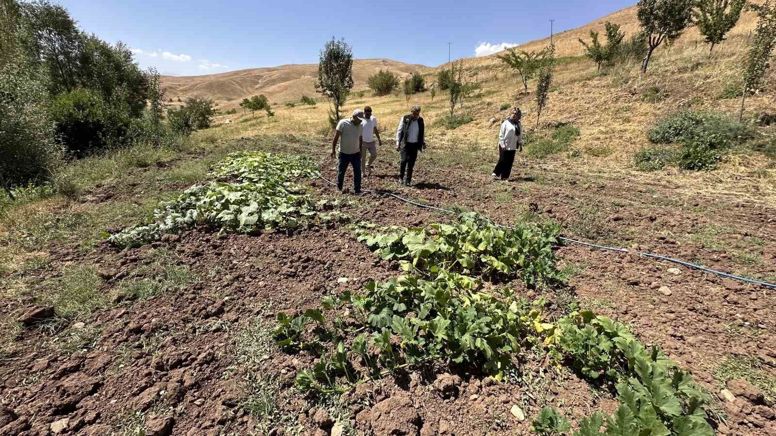 Hem öğretmen hem çiftçi