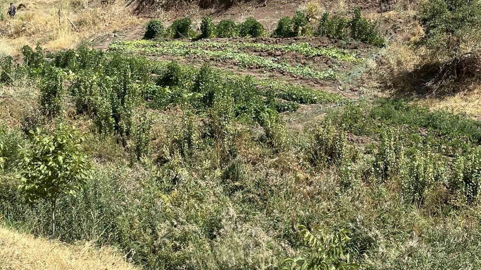 Hem öğretmen hem çiftçi