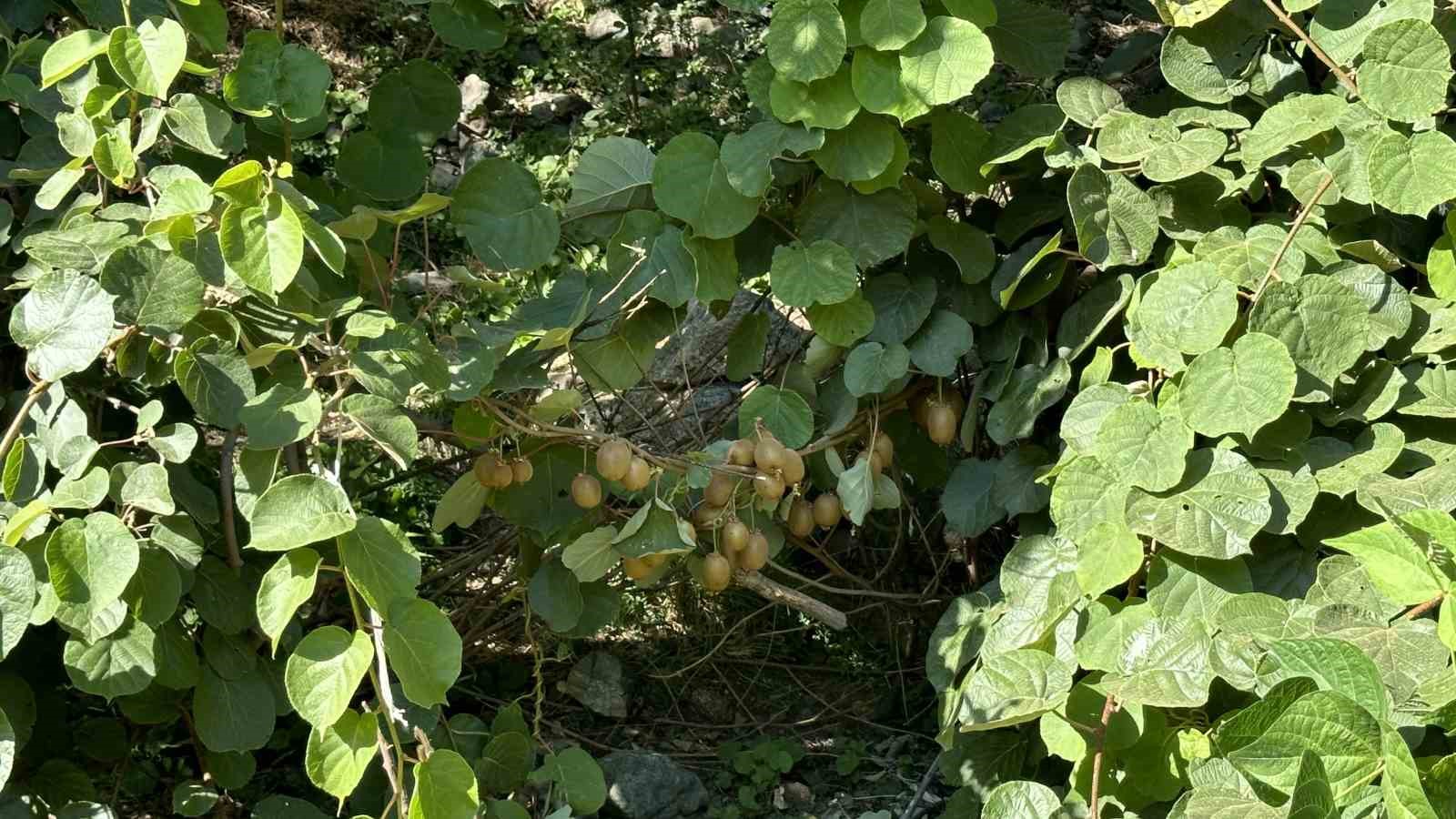 Yüksekova’da ilk kez kivi yetiştirildi