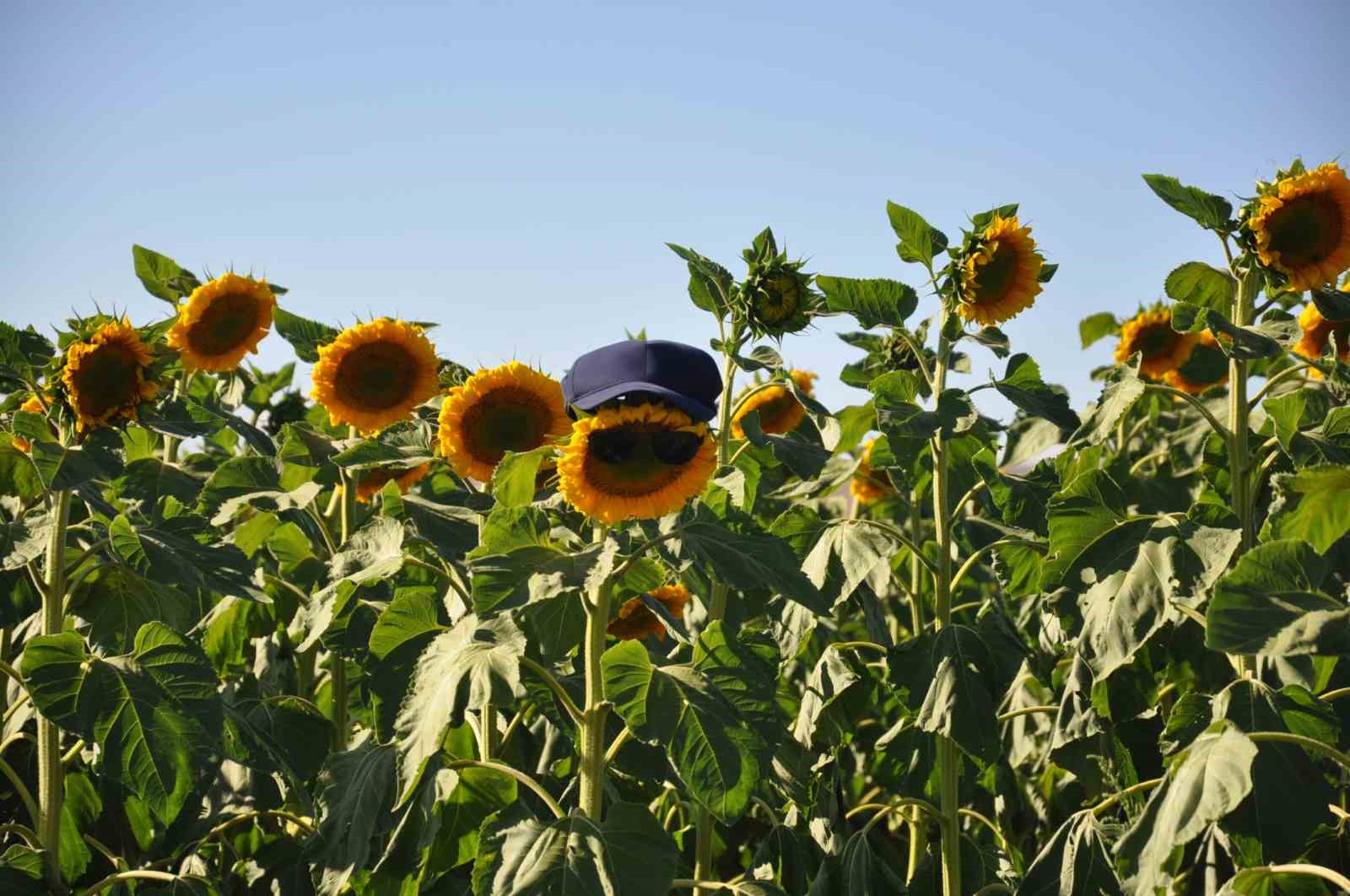 Kars’ta ayçiçeği tarlaları çiçek açtı