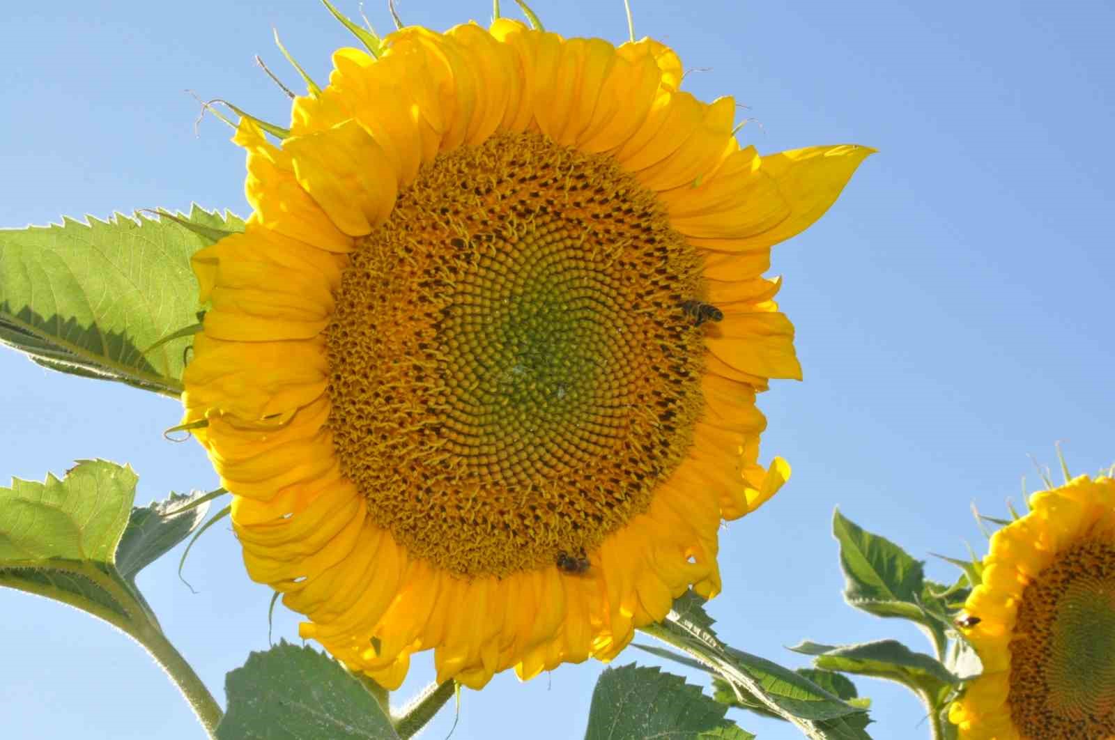 Kars’ta ayçiçeği tarlaları çiçek açtı