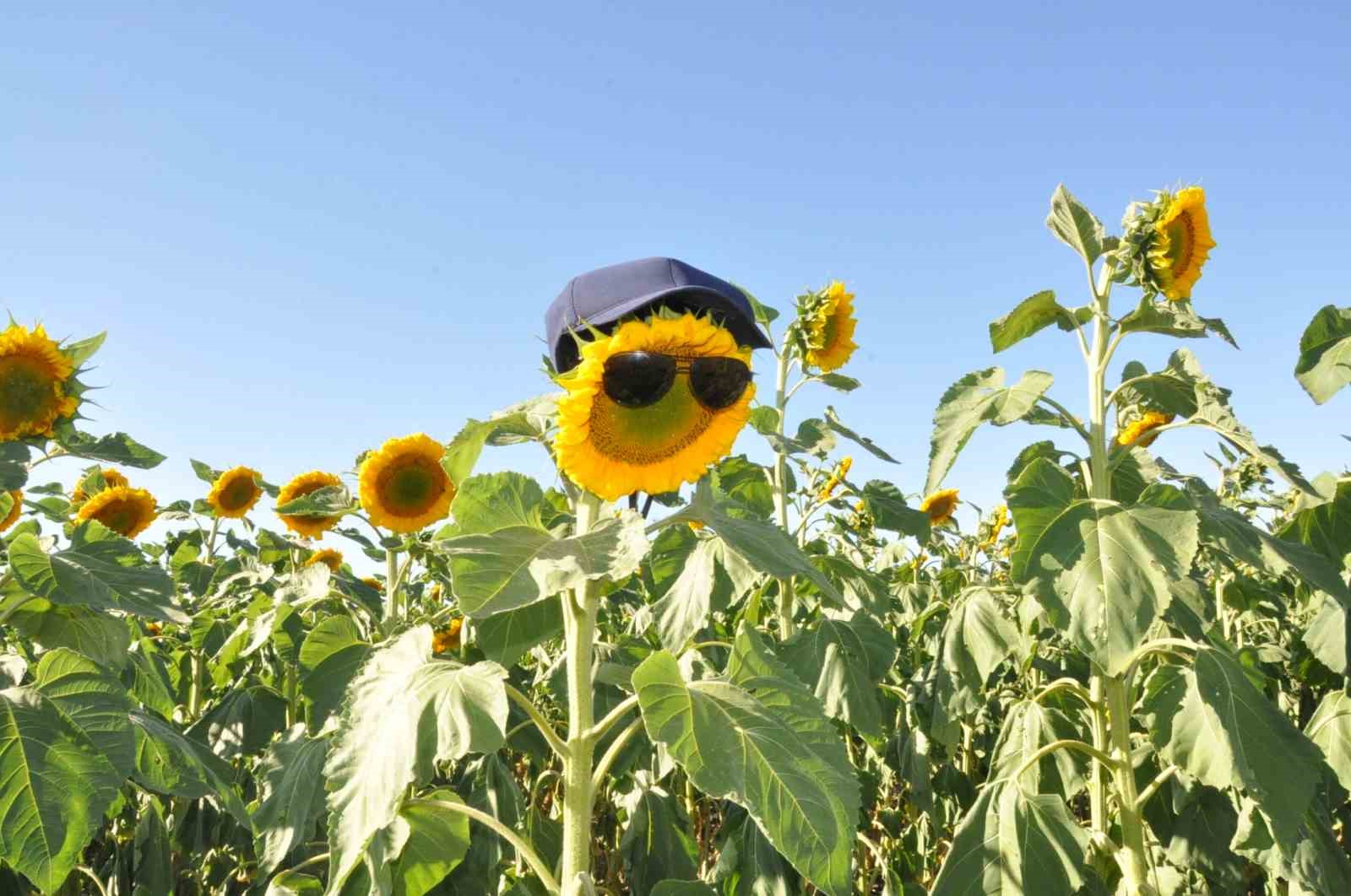 Kars’ta ayçiçeği tarlaları çiçek açtı
