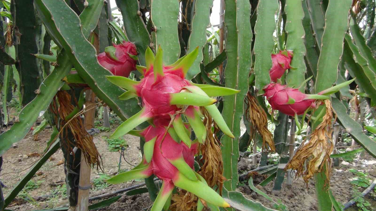 Mersin’de tropikal ejder meyvesinde hasat dönemi