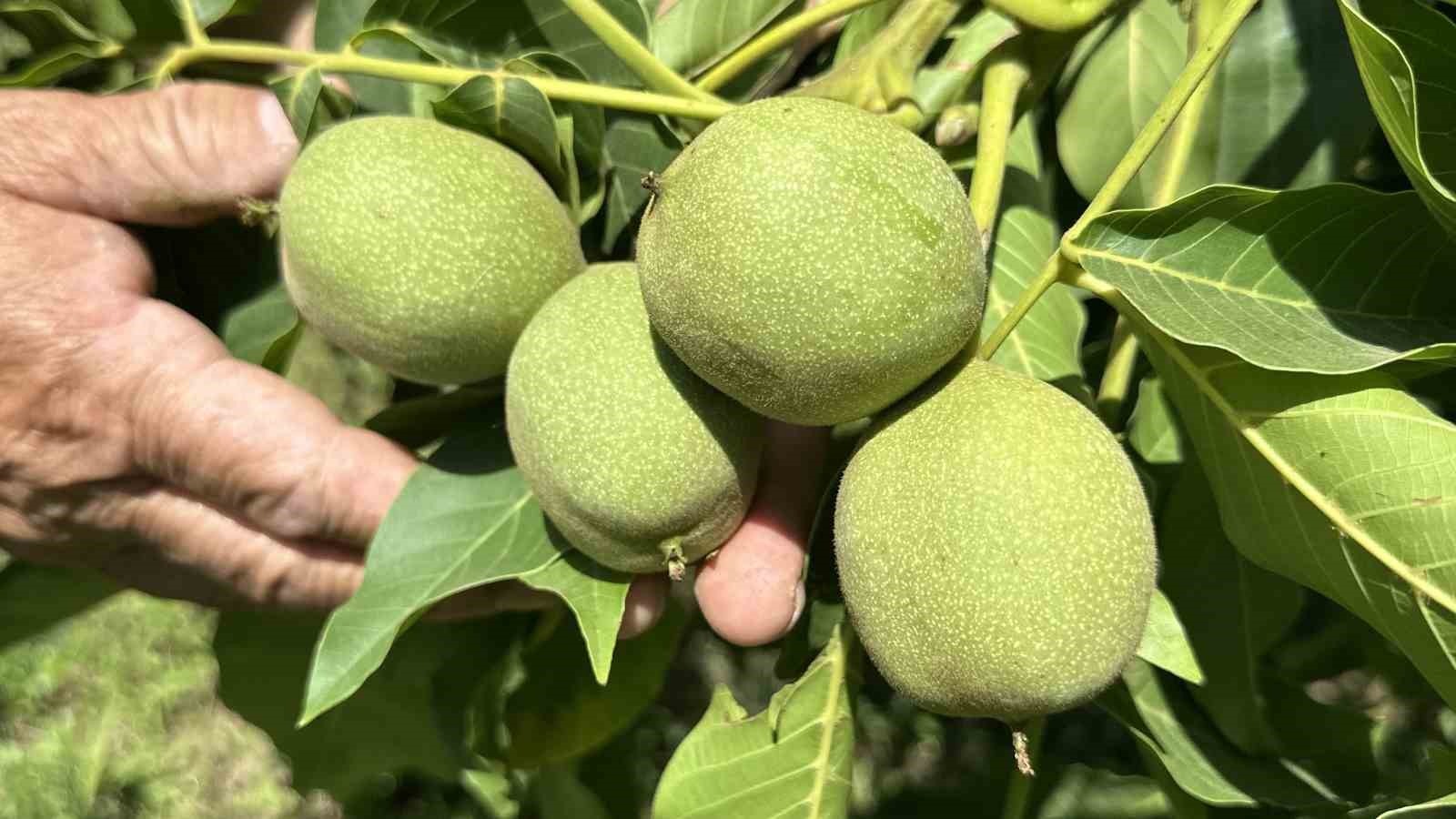 Kuru dağı 20 yıl içinde cevizli vadiye dönüştürdü