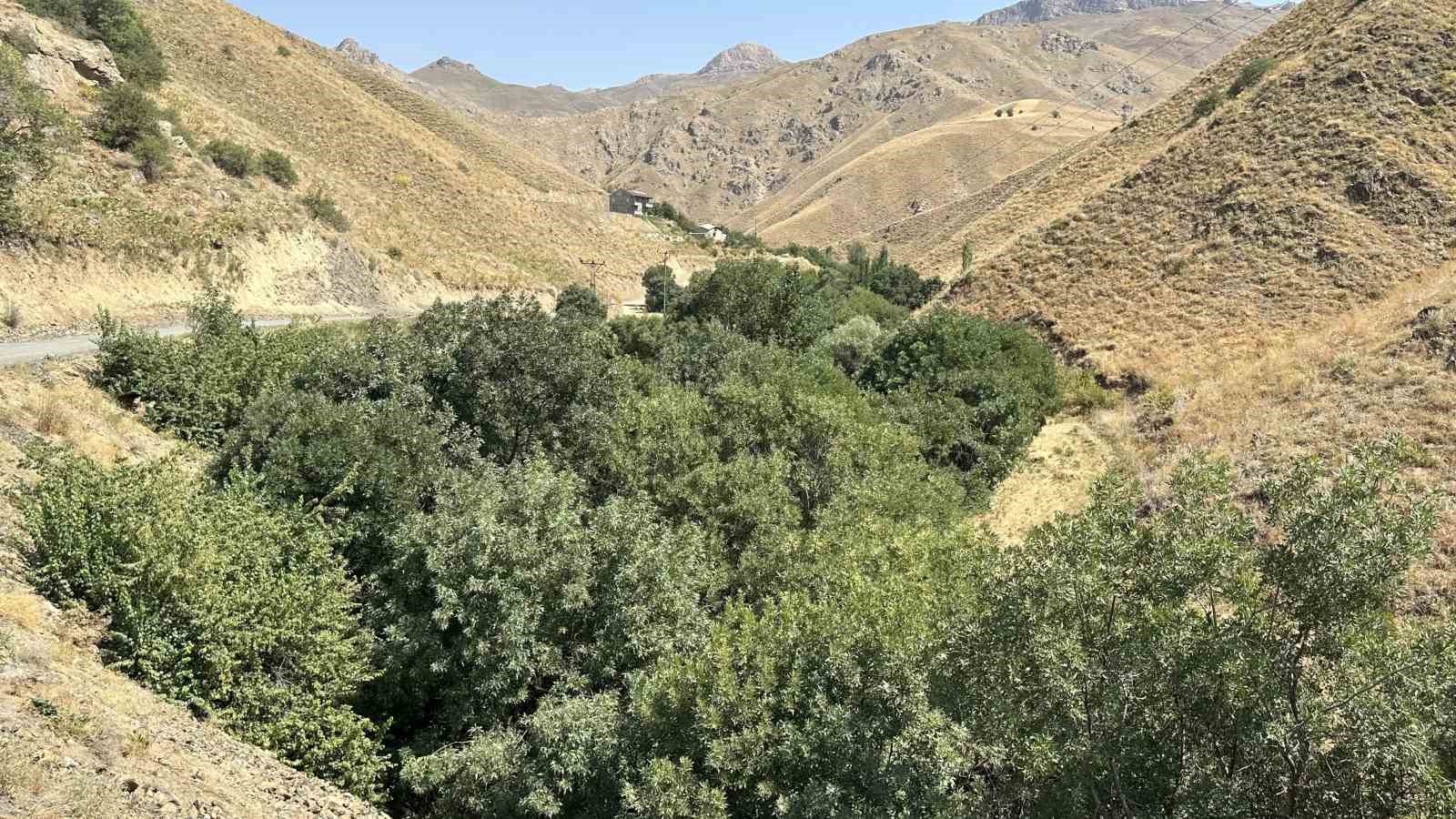 Kuru dağı 20 yıl içinde cevizli vadiye dönüştürdü