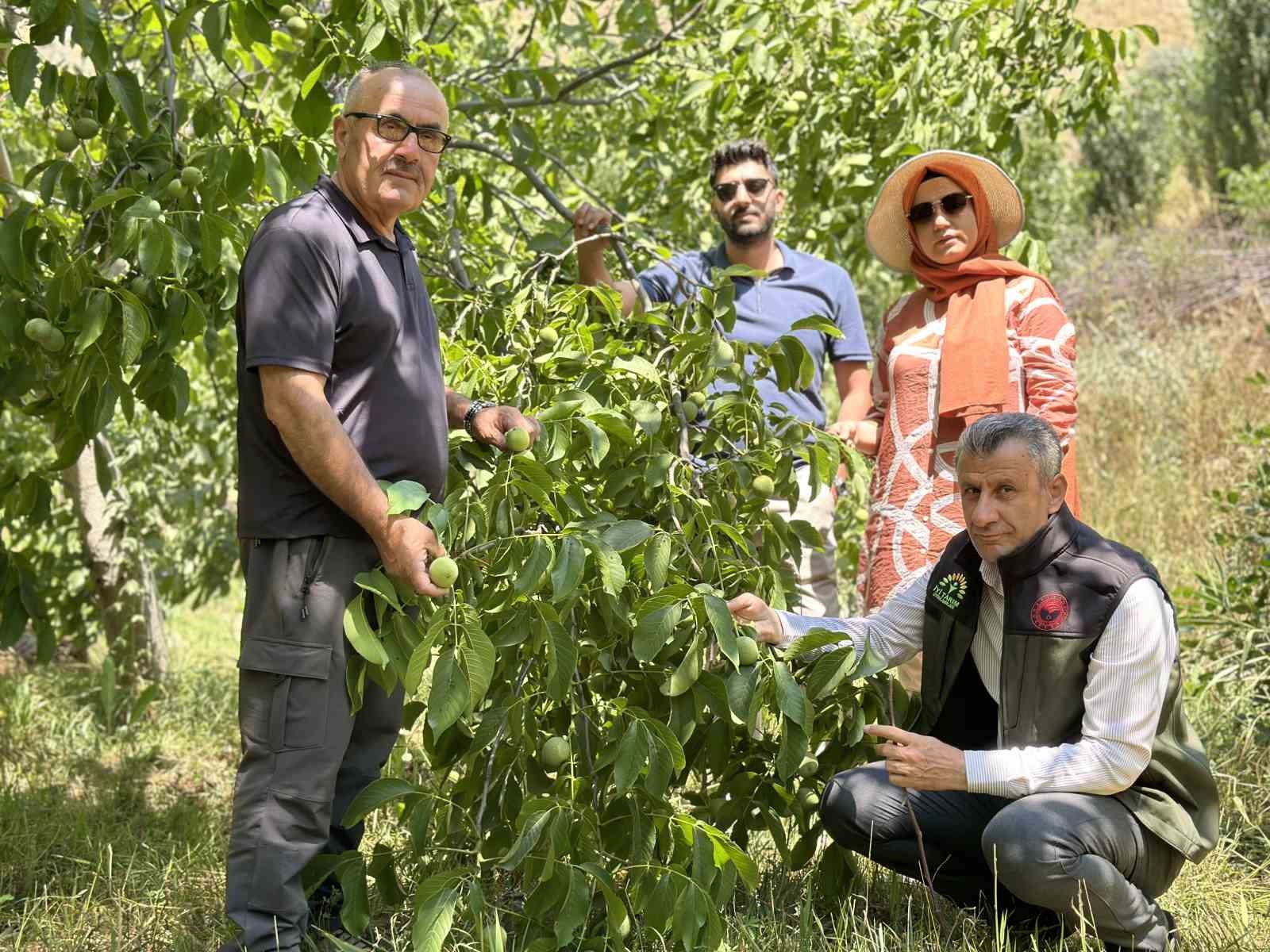 Kuru dağı 20 yıl içinde cevizli vadiye dönüştürdü