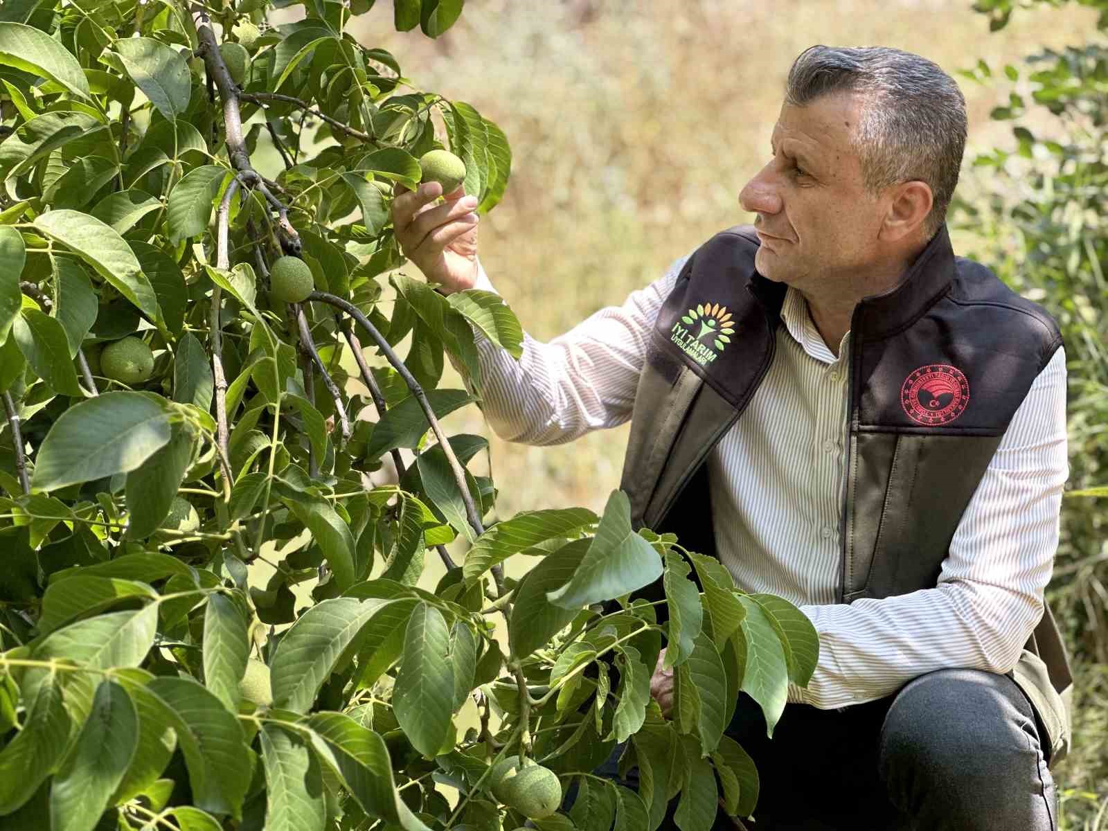 Kuru dağı 20 yıl içinde cevizli vadiye dönüştürdü