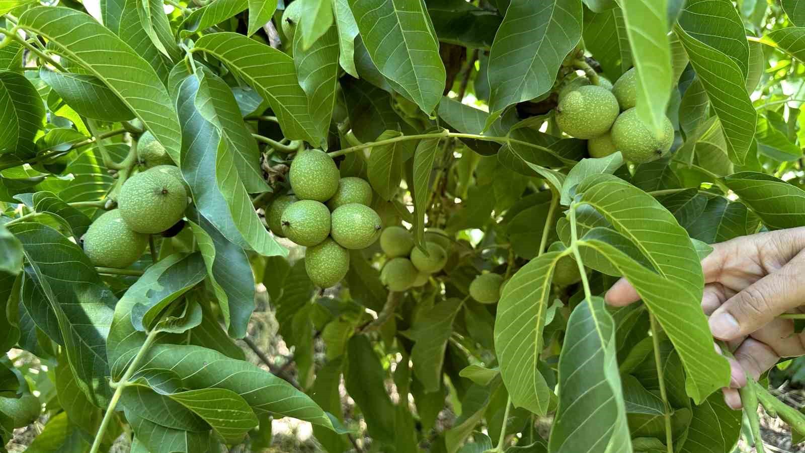 Kuru dağı 20 yıl içinde cevizli vadiye dönüştürdü