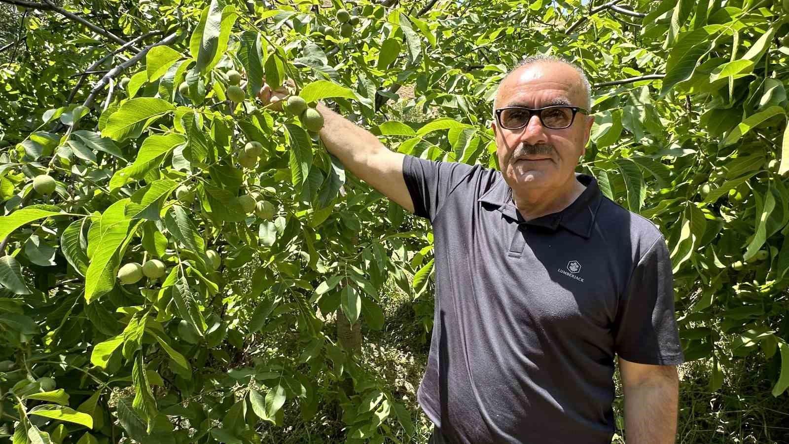 Kuru dağı 20 yıl içinde cevizli vadiye dönüştürdü