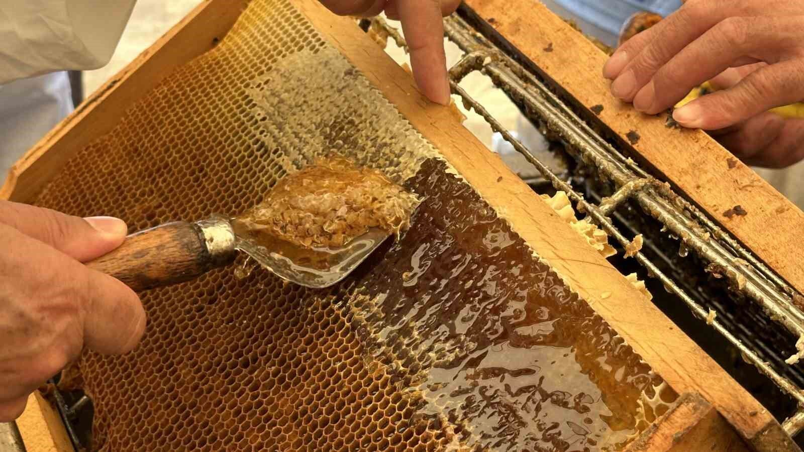 Cilo Dağı’nın eteklerinde bal bereketi: Kovan kovan bal sağımı başladı