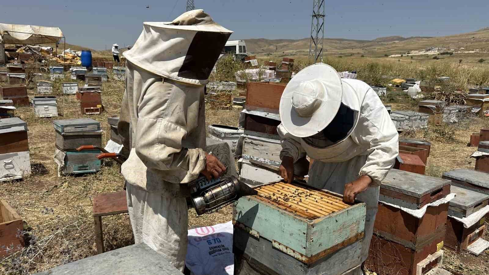 Cilo Dağı’nın eteklerinde bal bereketi: Kovan kovan bal sağımı başladı