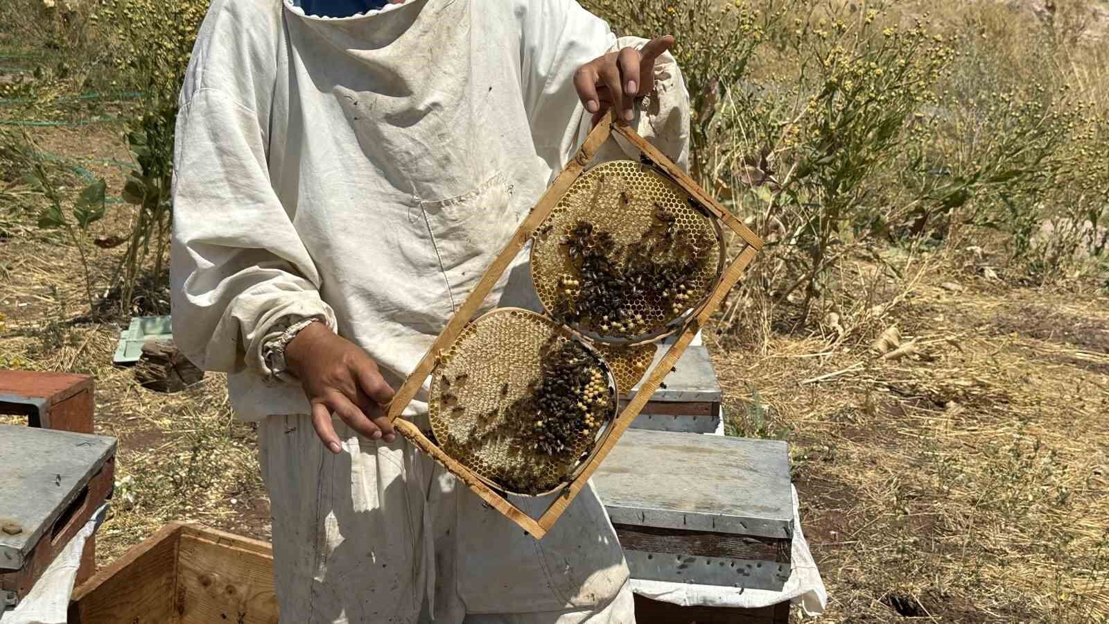 Cilo Dağı’nın eteklerinde bal bereketi: Kovan kovan bal sağımı başladı