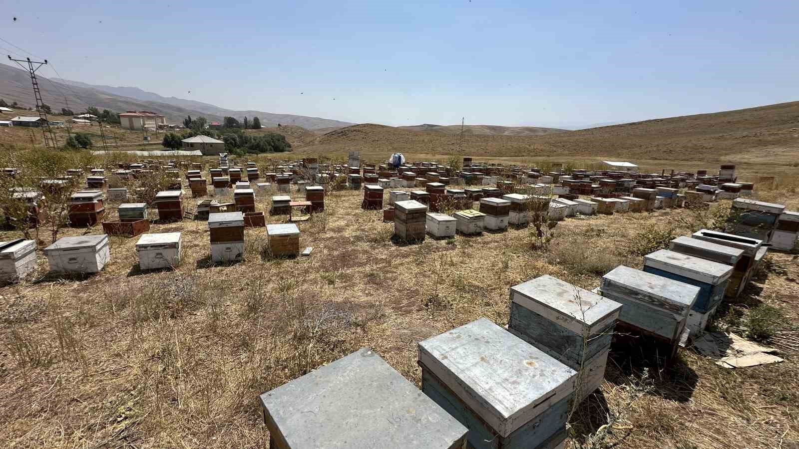 Cilo Dağı’nın eteklerinde bal bereketi: Kovan kovan bal sağımı başladı