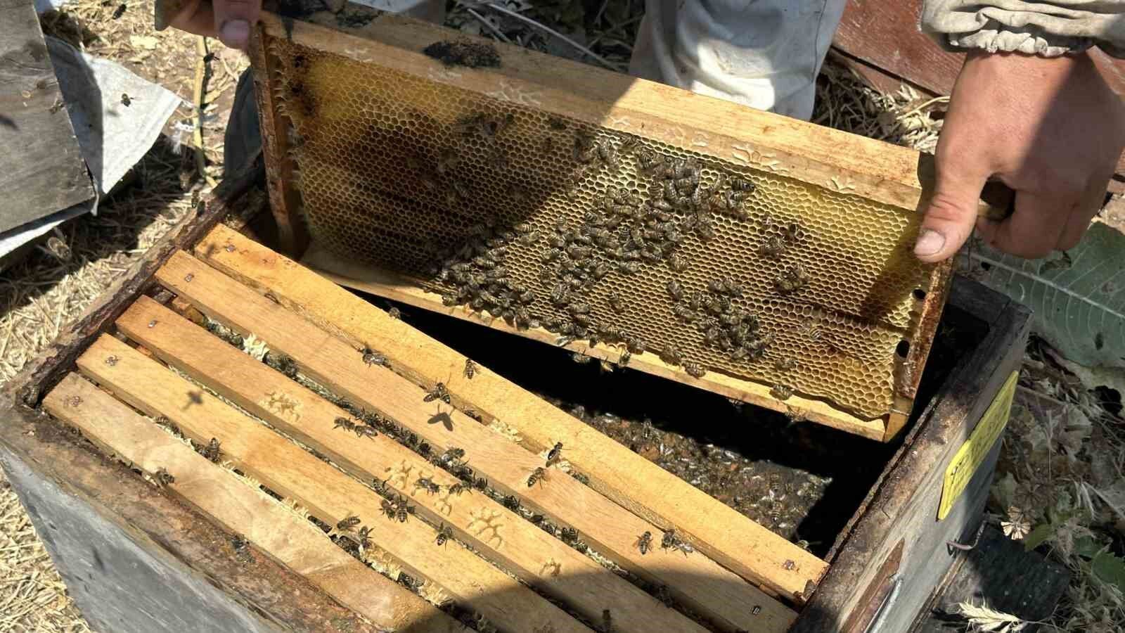 Cilo Dağı’nın eteklerinde bal bereketi: Kovan kovan bal sağımı başladı