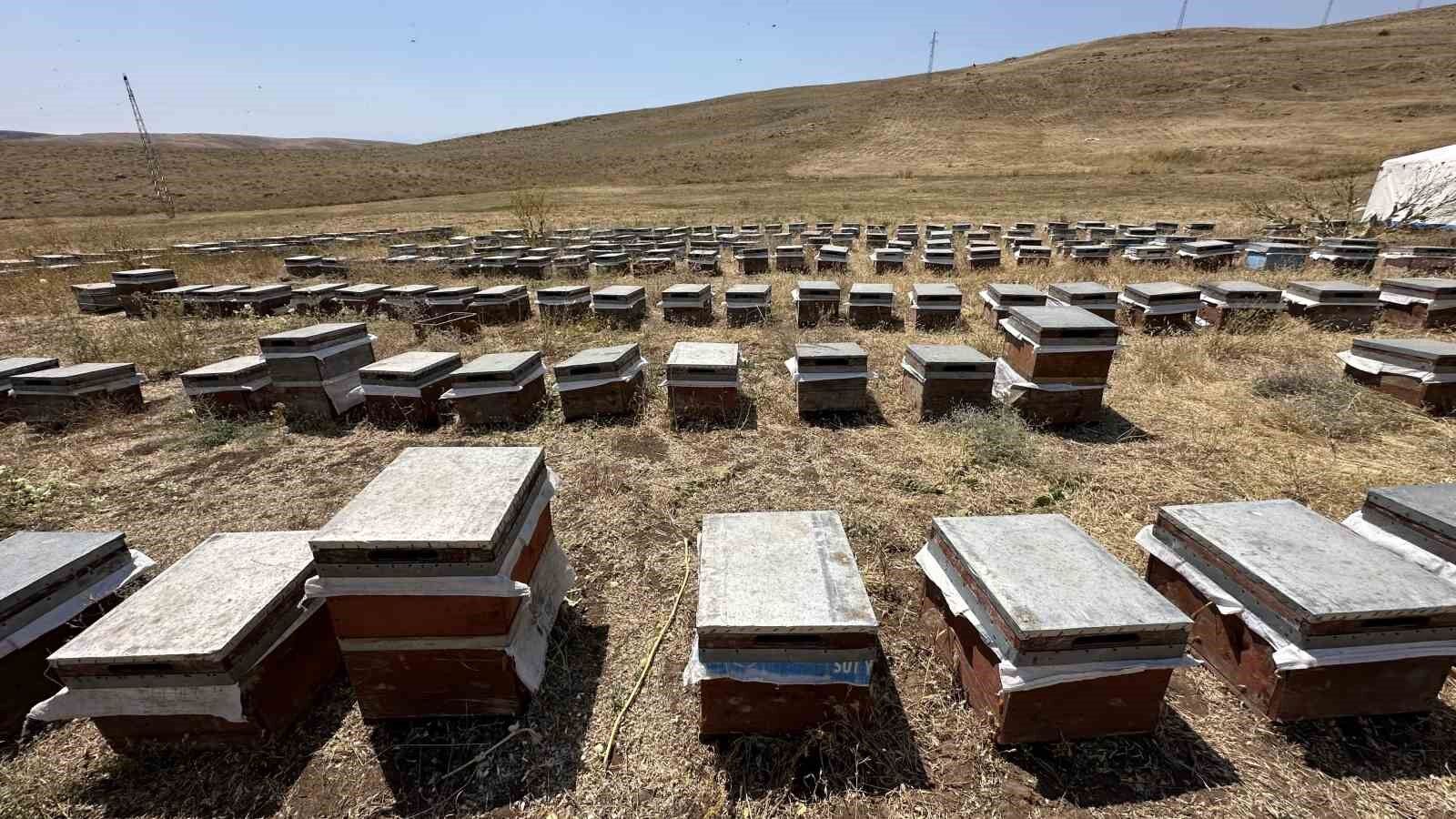 Cilo Dağı’nın eteklerinde bal bereketi: Kovan kovan bal sağımı başladı