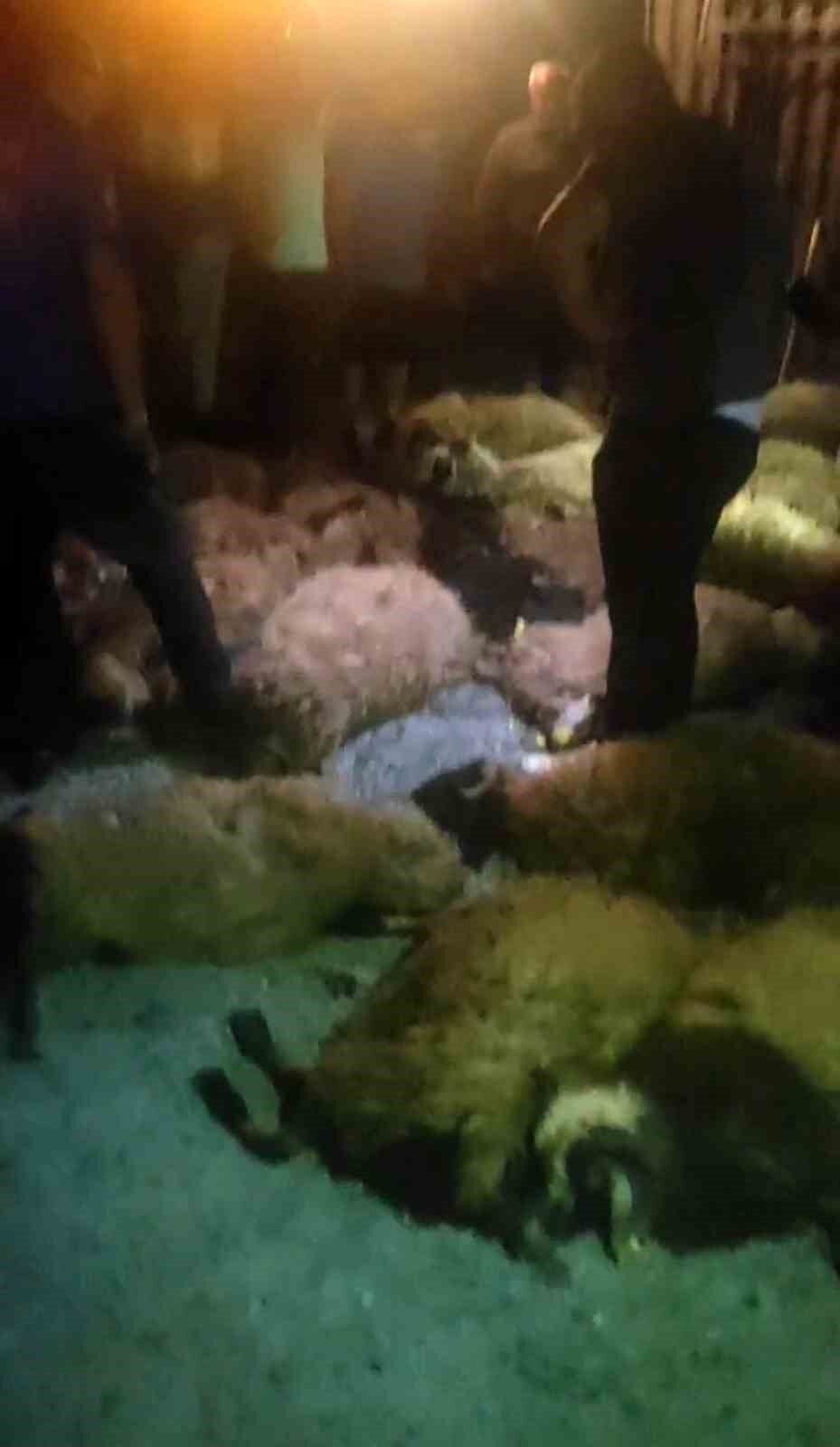 Tatvan’da tır devrildi: 63 koyun telef oldu