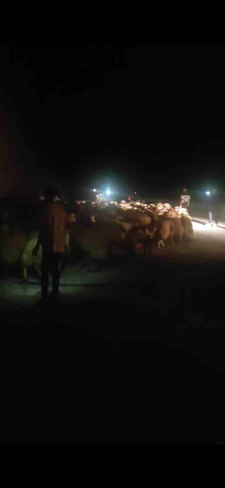 Tatvan’da tır devrildi: 63 koyun telef oldu