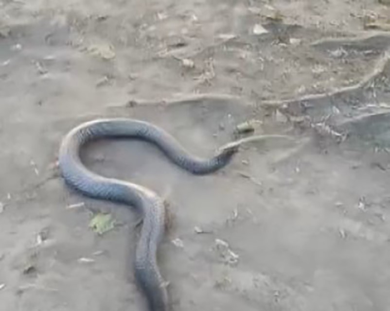 Siyah yılan engerek yılanını yuttu, o anlar kamerada