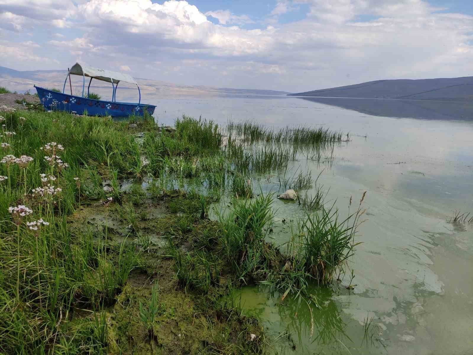 Çıldır Gölü’nde alg patlaması yaşandı: Göl yeşil renge büründü