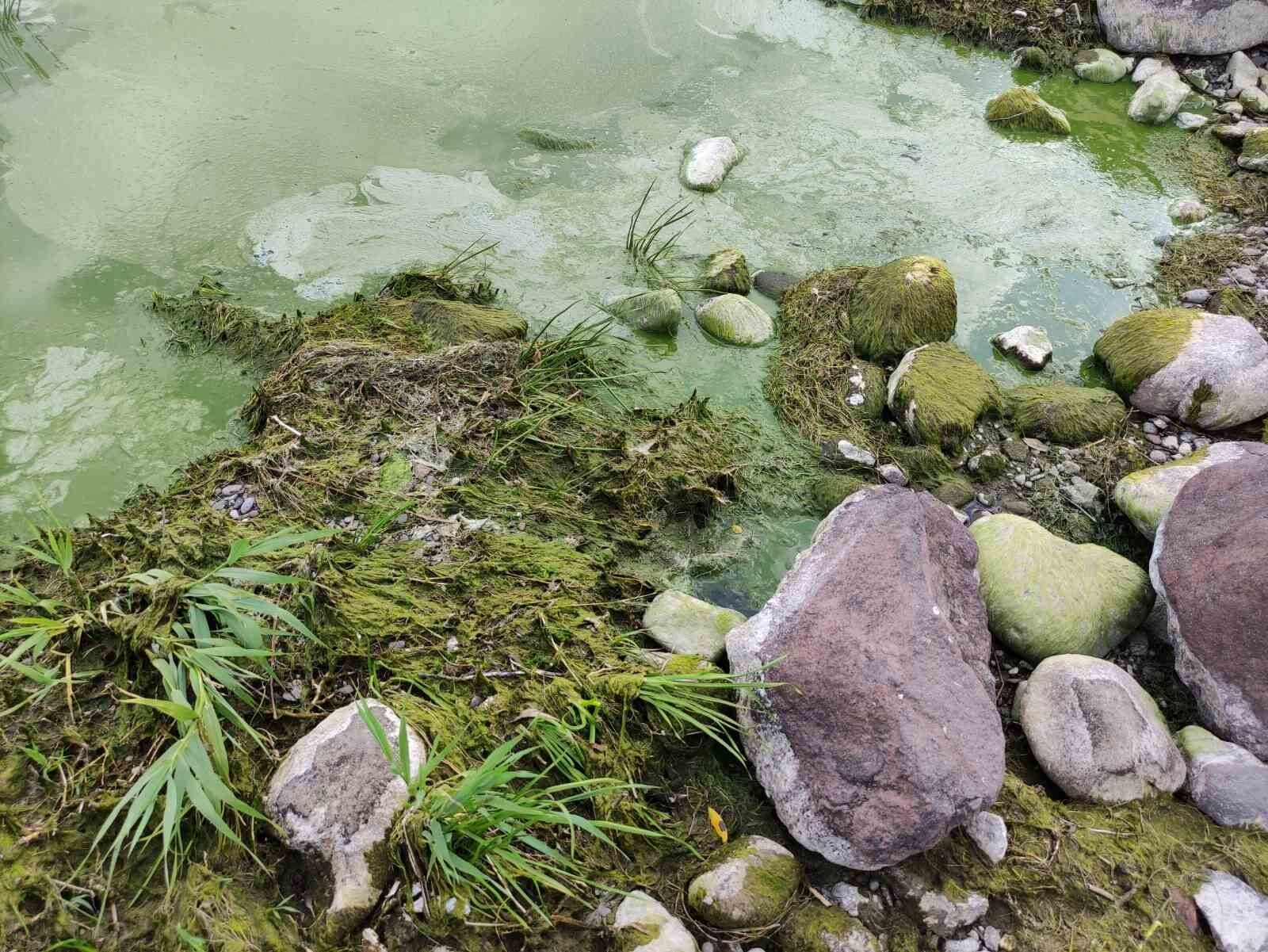 Çıldır Gölü’nde alg patlaması yaşandı: Göl yeşil renge büründü