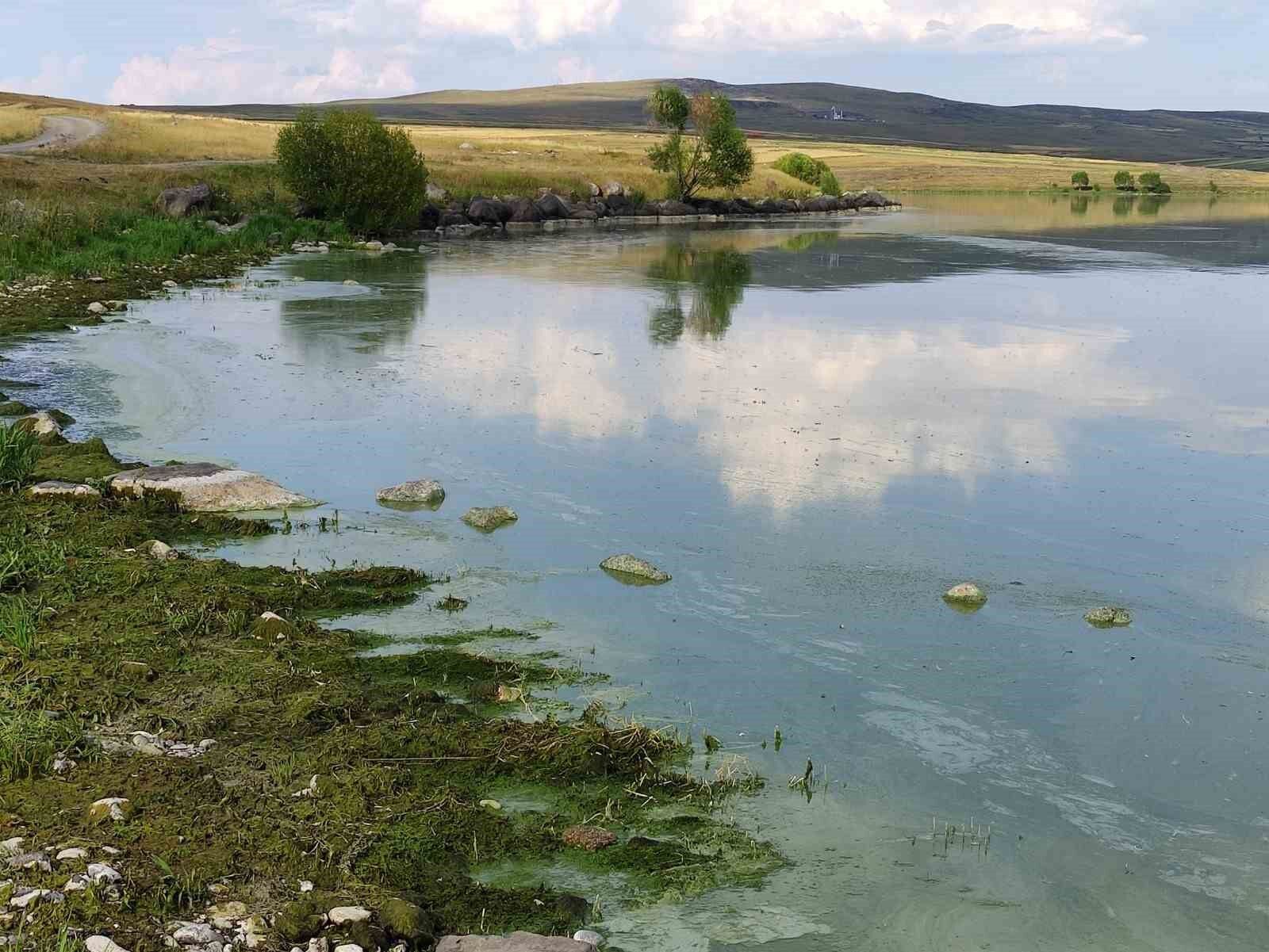 Çıldır Gölü’nde alg patlaması yaşandı: Göl yeşil renge büründü