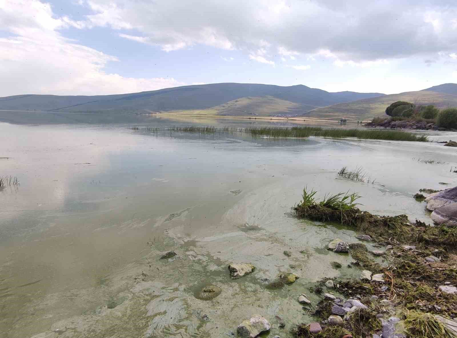 Çıldır Gölü’nde alg patlaması yaşandı: Göl yeşil renge büründü