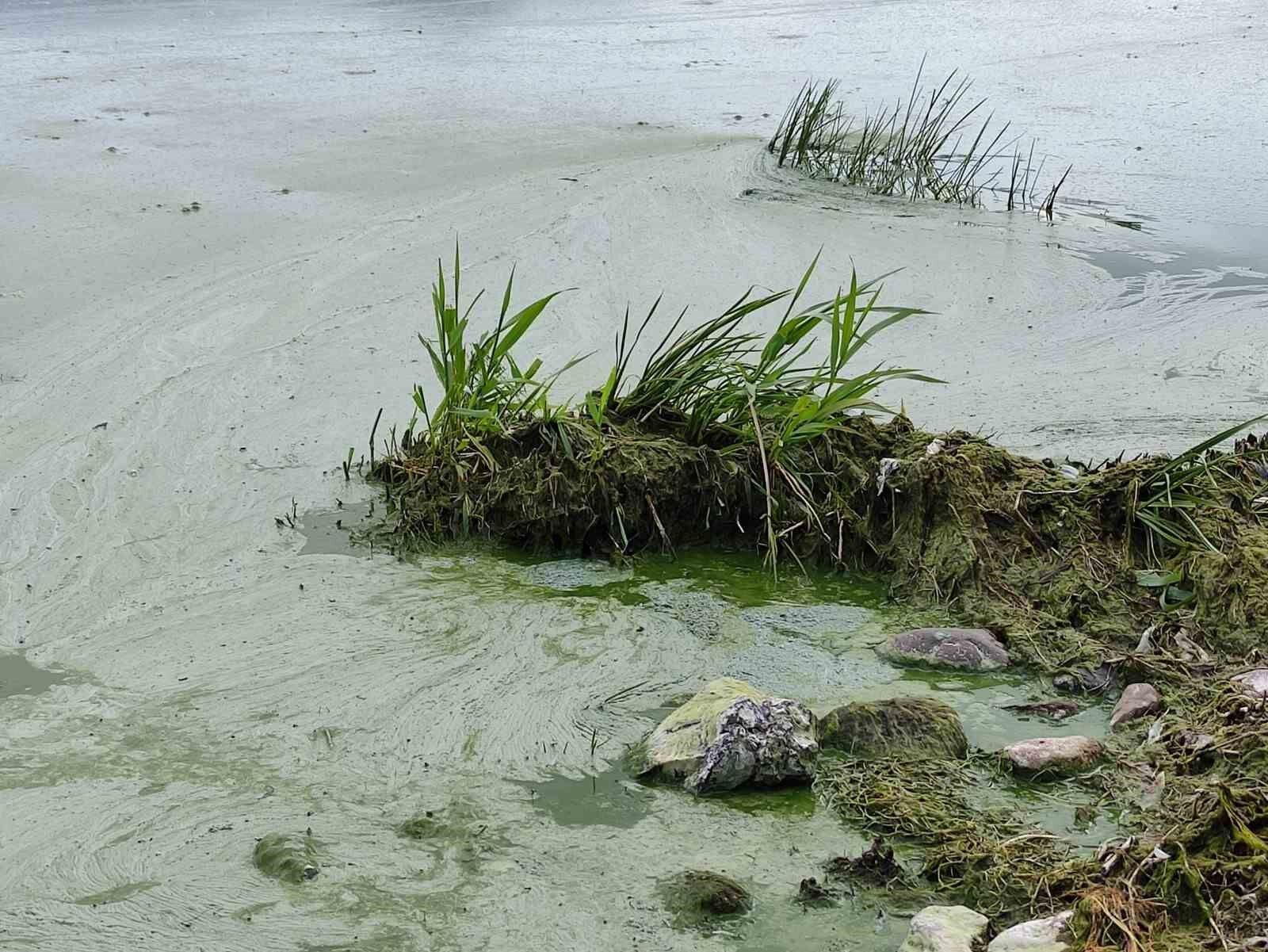 Çıldır Gölü’nde alg patlaması yaşandı: Göl yeşil renge büründü