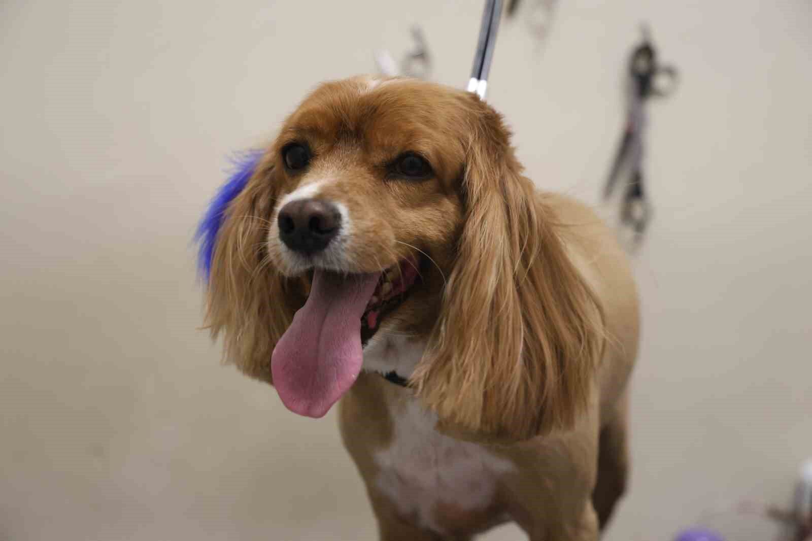 Tüy ve tırnak bakımında bölgenin en şirin merkezi: Bu kuaförde sadece köpekler tıraş oluyor