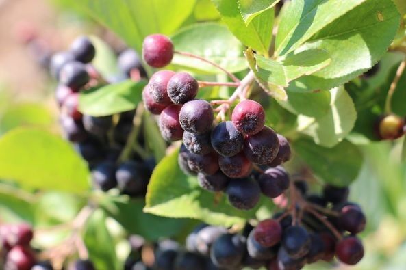Erzincan’ın ilk aronya bahçeleri meyvelerini verdi