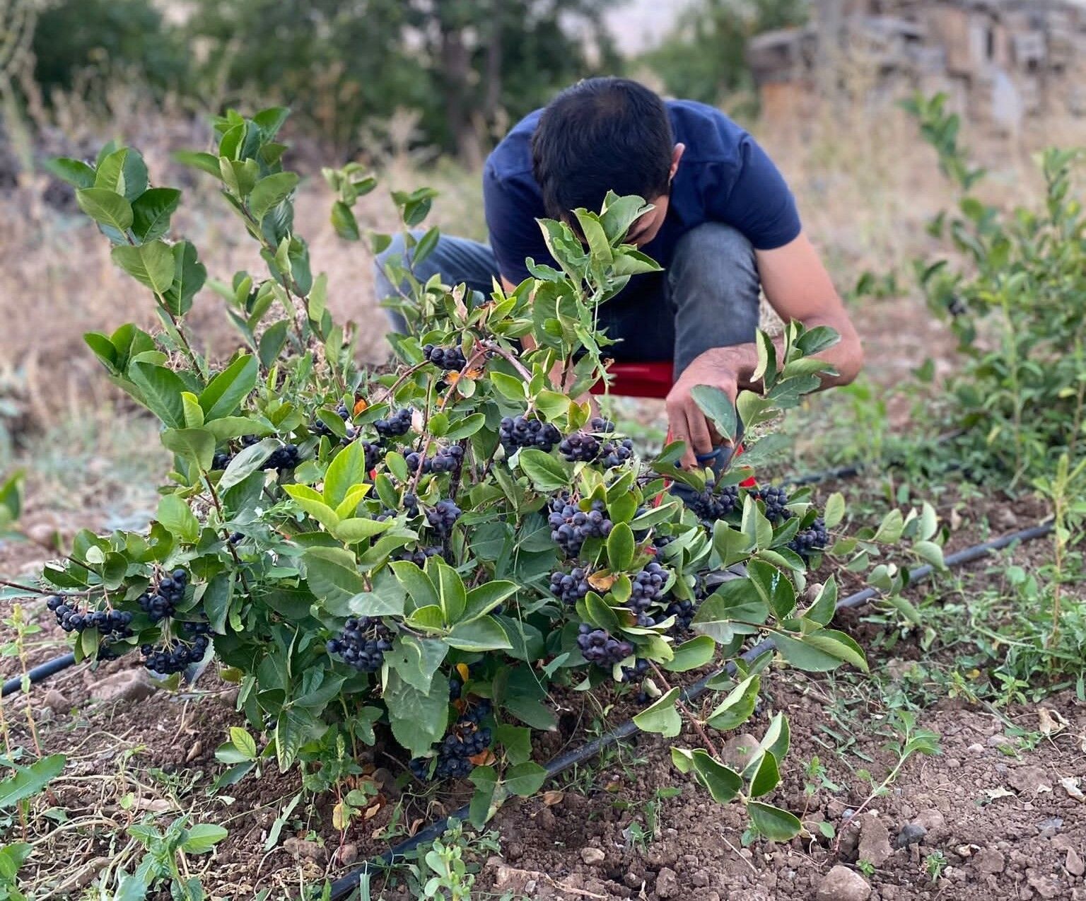 Erzincan’ın ilk aronya bahçeleri meyvelerini verdi