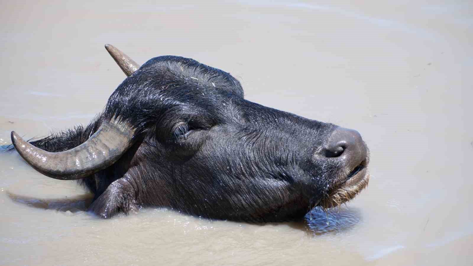 Burası Afrika değil Erzurum Ovası