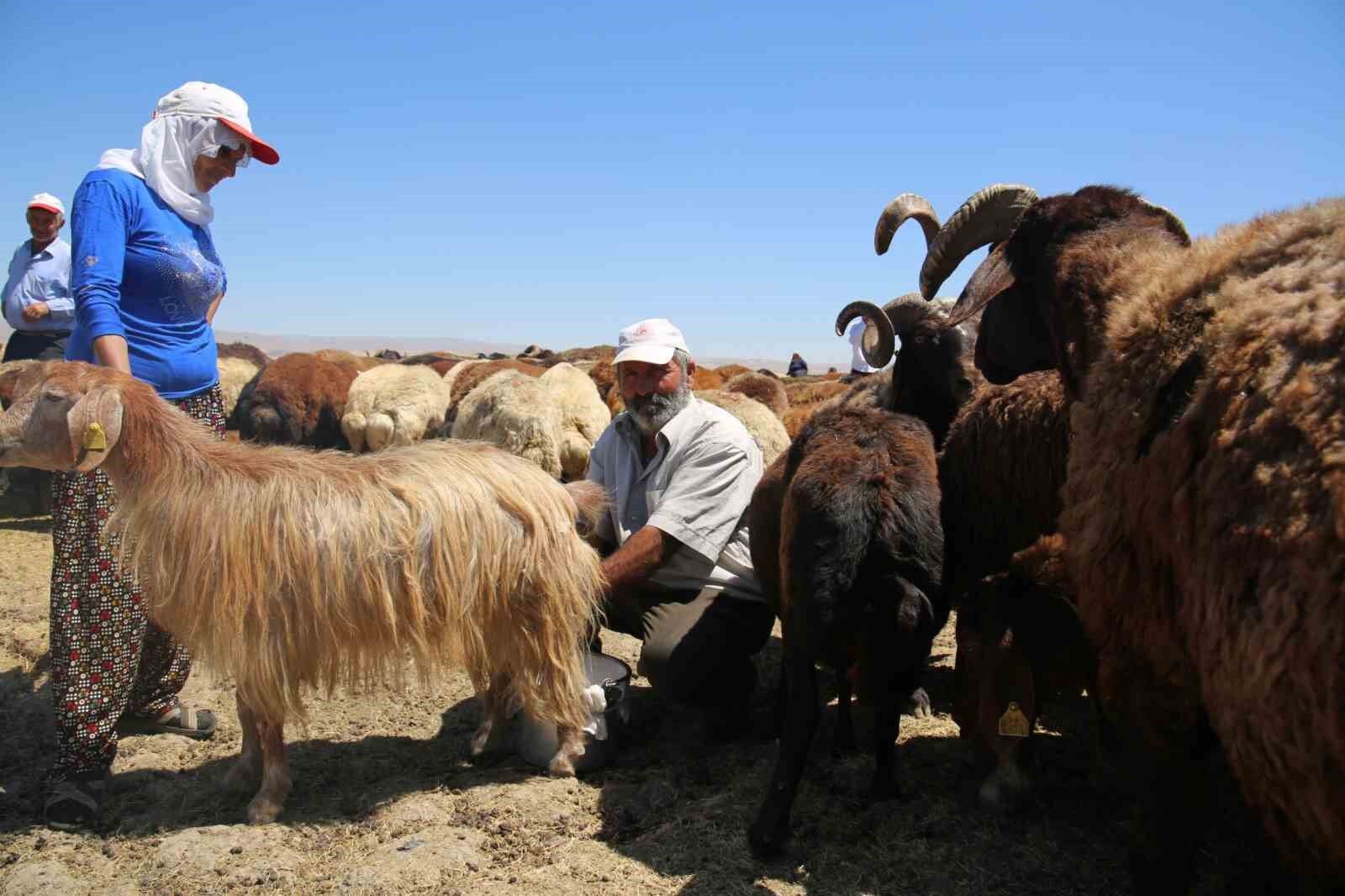 Muş Ovası’nda kadınlar değil erkekler sağım yapıyor