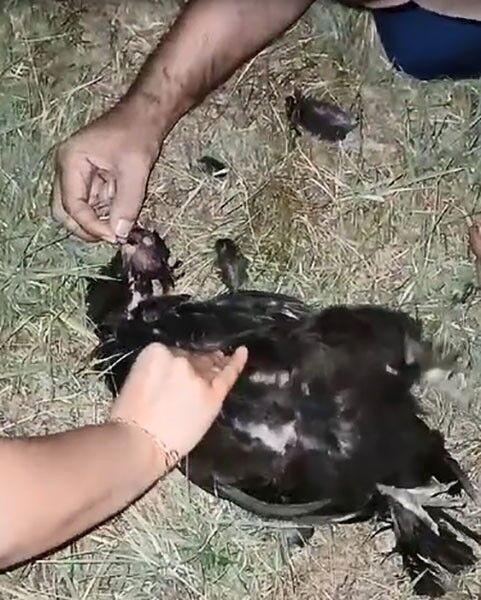 Sansarın saldırdığı tavuğa suni teneffüs yaptı