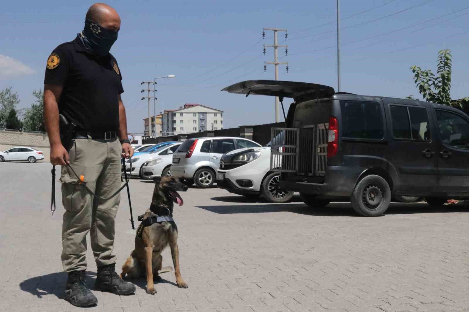 Narkotik köpeği Gill ilk görevinde uyuşturucuya geçit vermedi