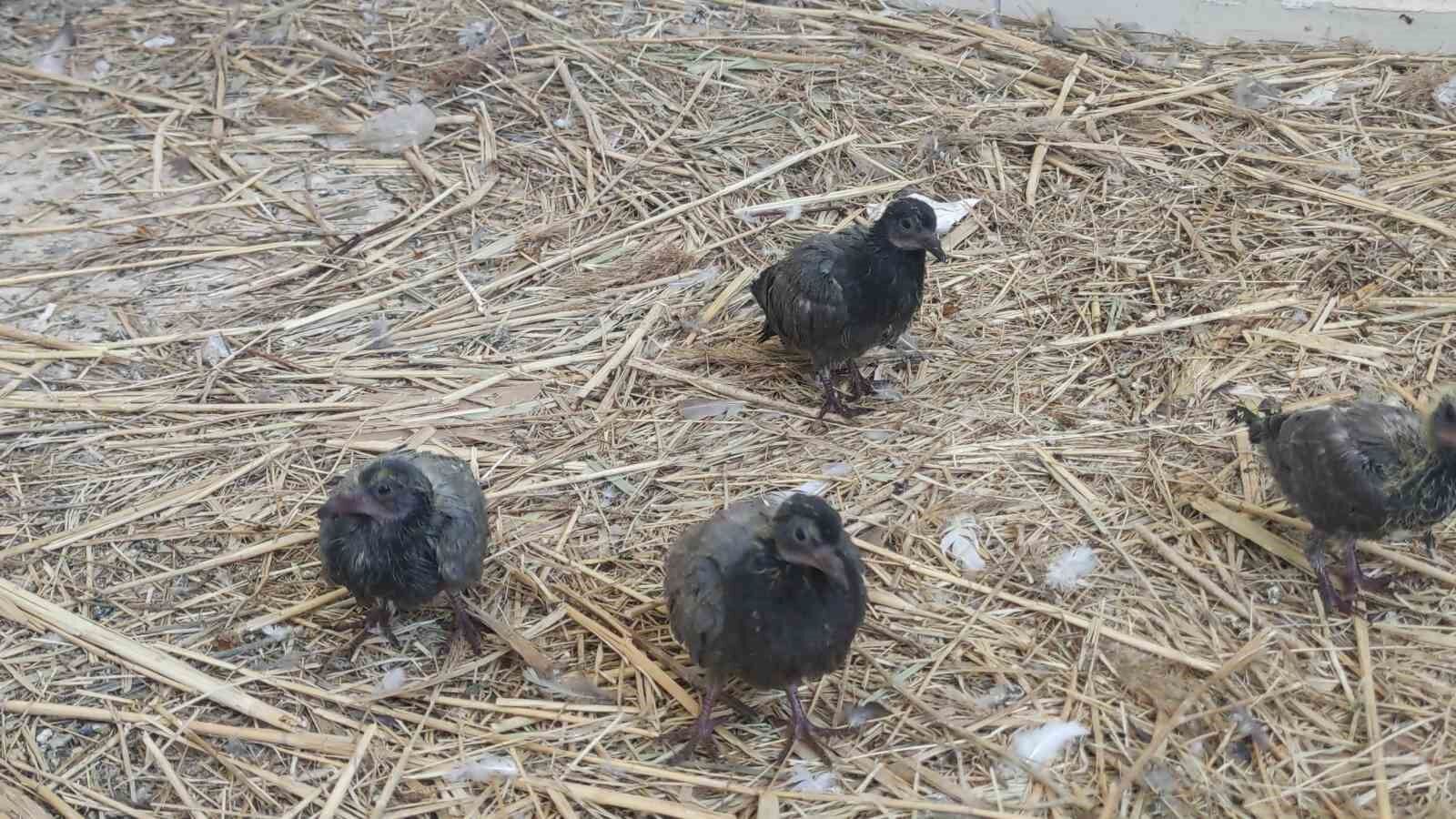 Van’da yıkılan metruk yapıda bulunan ve koruma altına alınan 20 yavru güvercin şırınga ile besleniyor