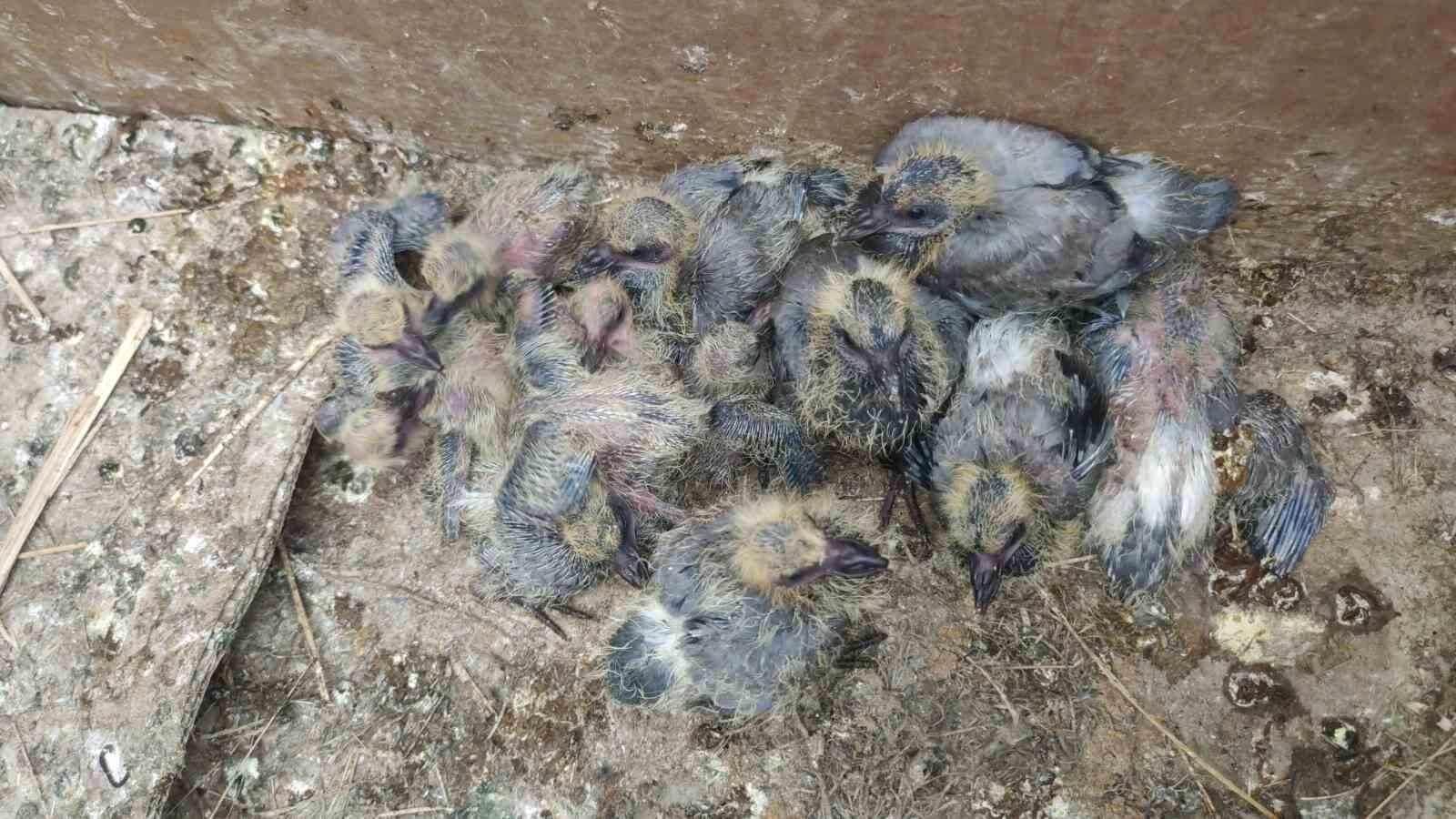 Van’da yıkılan metruk yapıda bulunan ve koruma altına alınan 20 yavru güvercin şırınga ile besleniyor