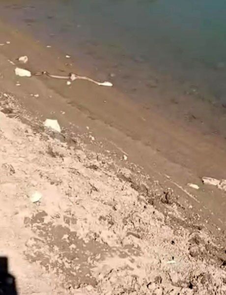 Elazığ’da yılanın balık avı kamerada