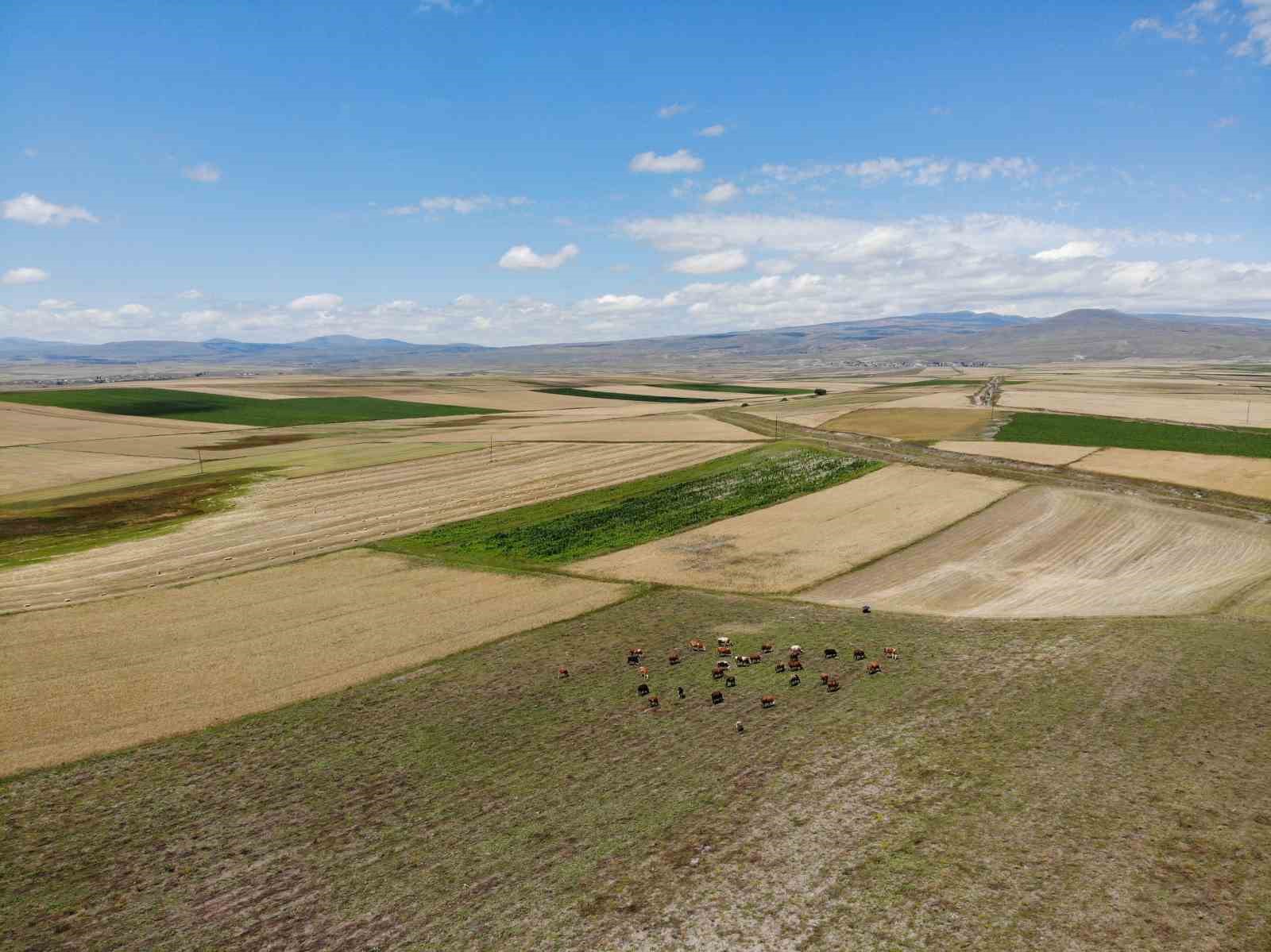 Kars’ta halı ve kilim desenine bürünmüş tarım arazileri dron ile görüntülendi
