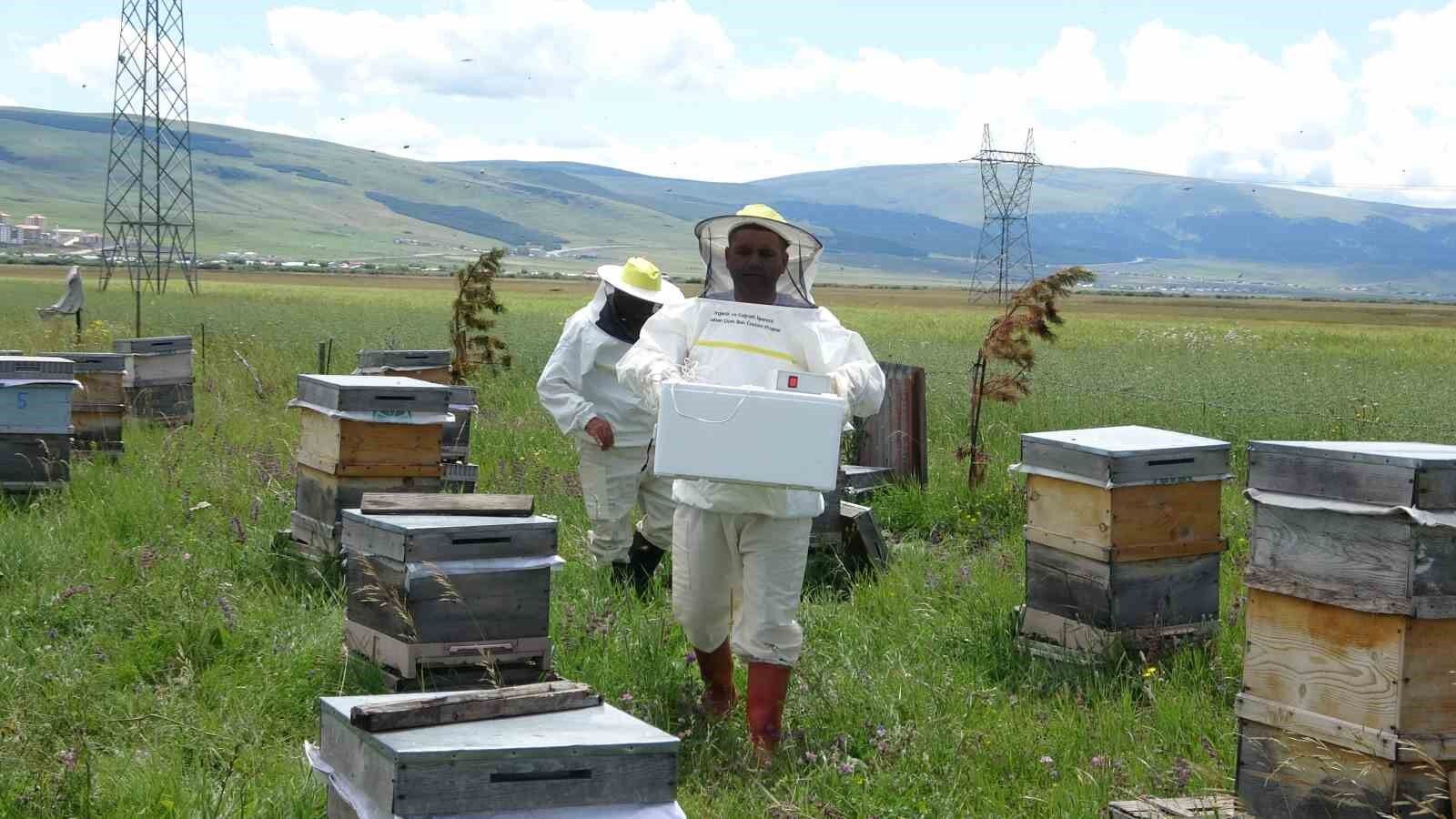 Arı zehrinin fiyatı dudak uçuklatıyor