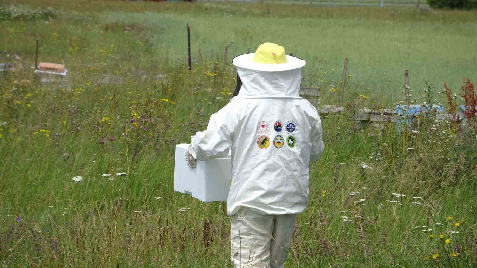 Arı zehrinin fiyatı dudak uçuklatıyor