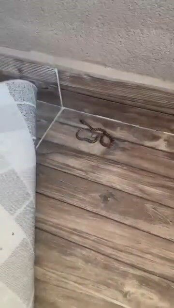 4’üncü kattaki evin balkonunda yılan görüldü