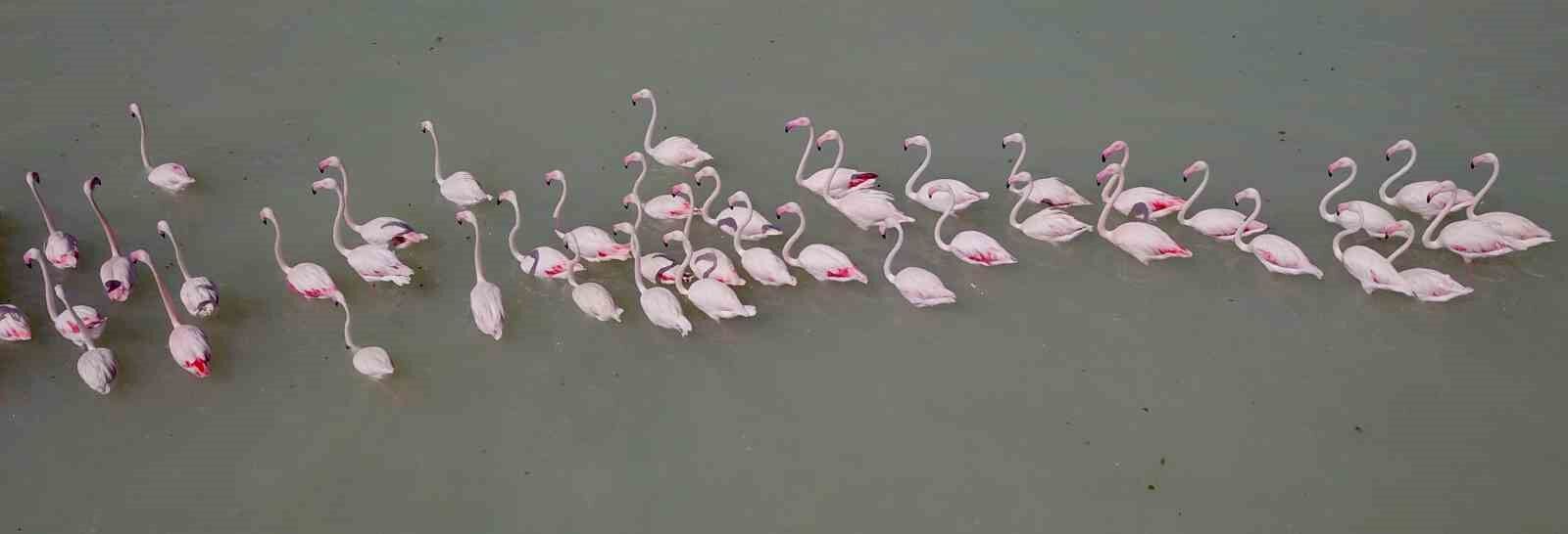 Arin Gölü’ndeki rengarenk flamingolar görenleri mest ediyor