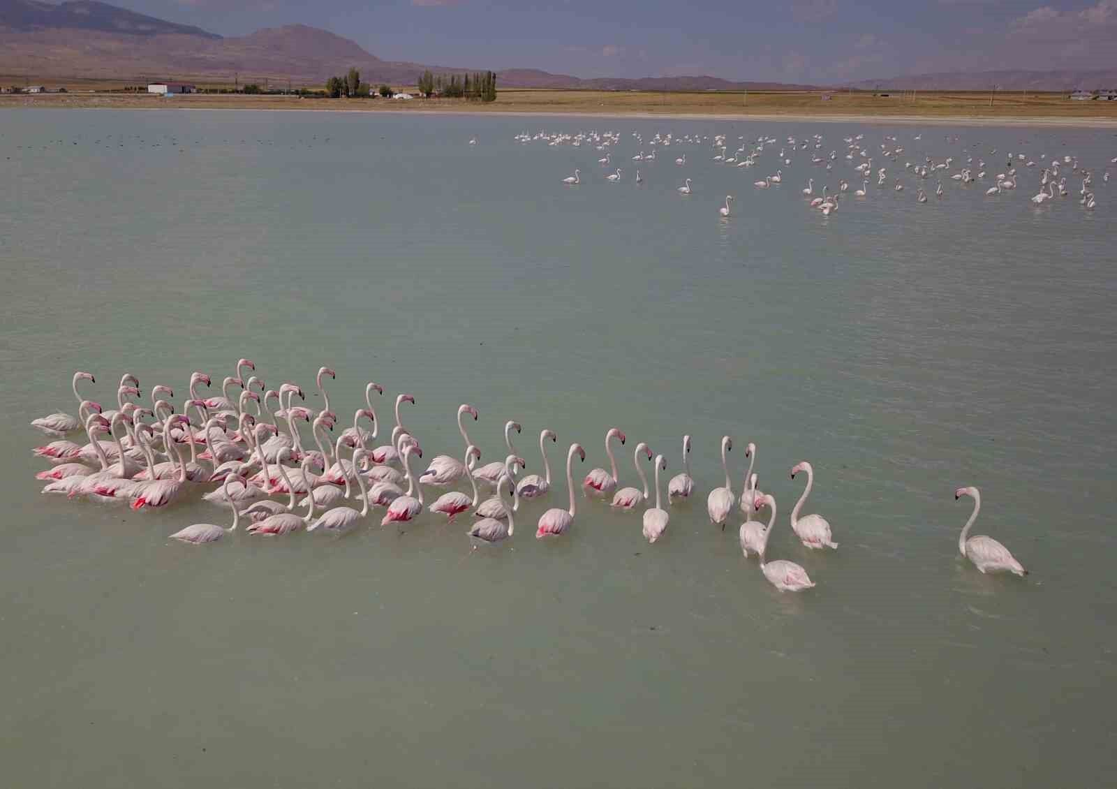 Arin Gölü’ndeki rengarenk flamingolar görenleri mest ediyor