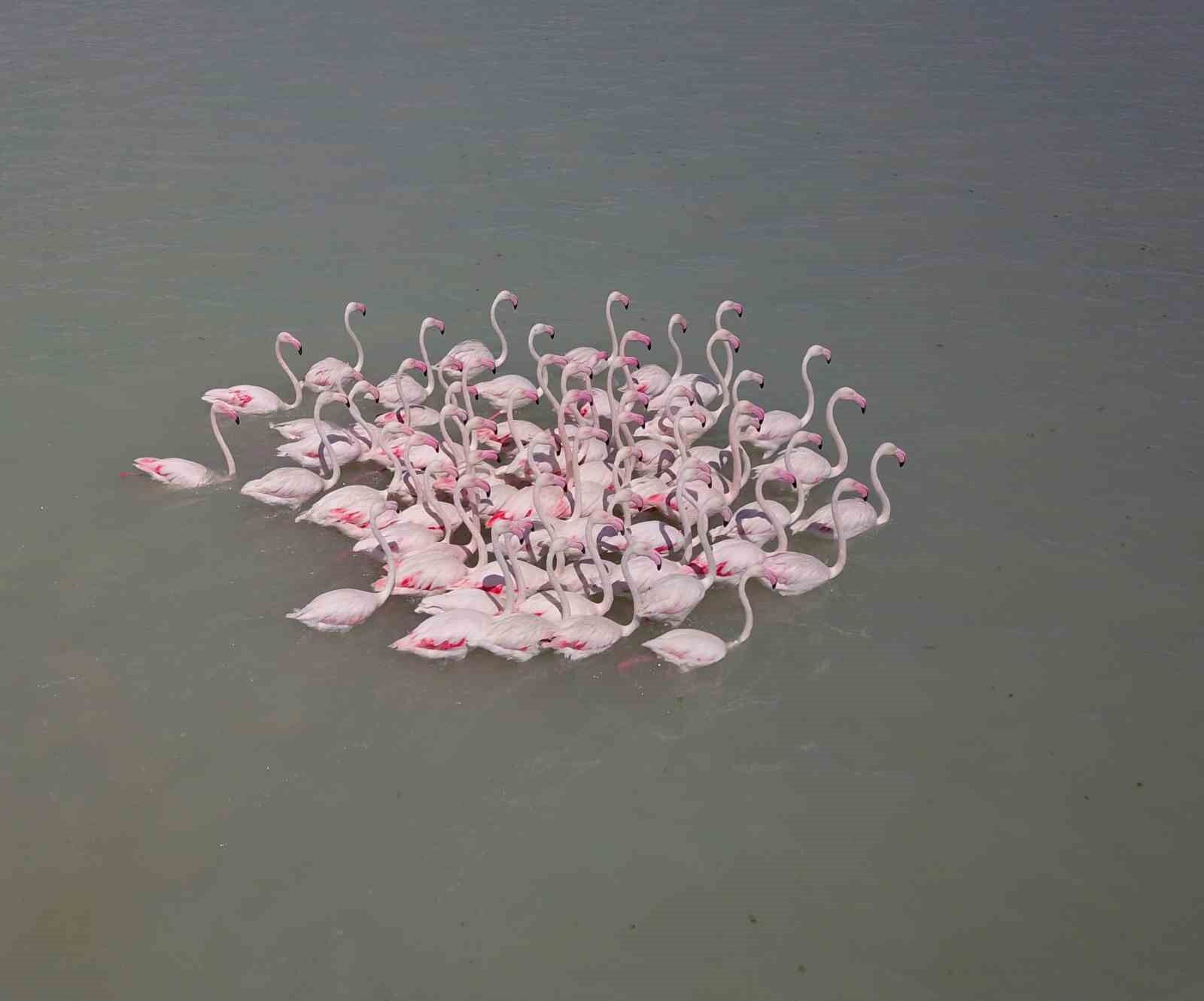 Arin Gölü’ndeki rengarenk flamingolar görenleri mest ediyor