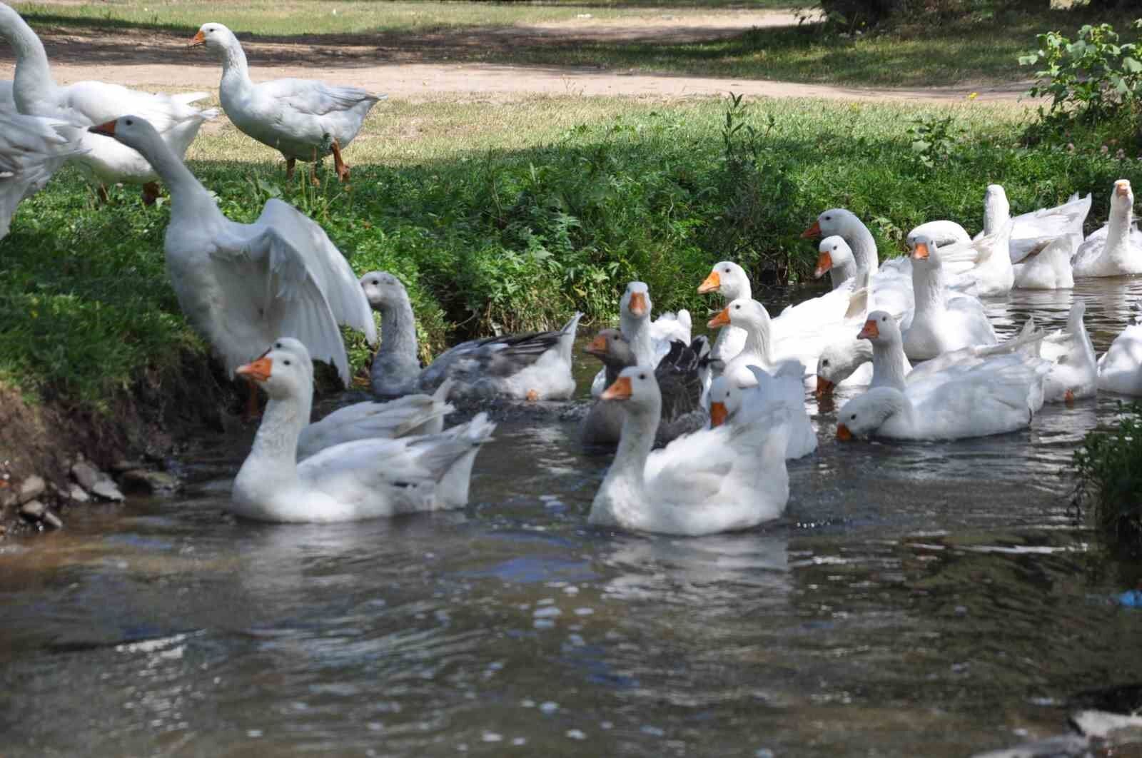 Kars kazına yoğun talep