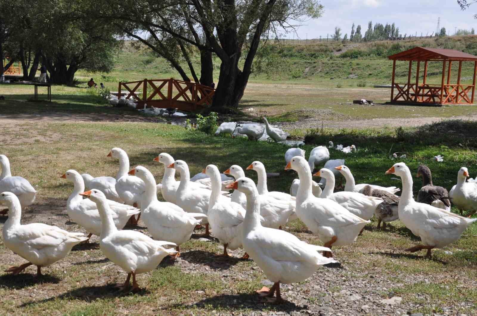 Kars kazına yoğun talep