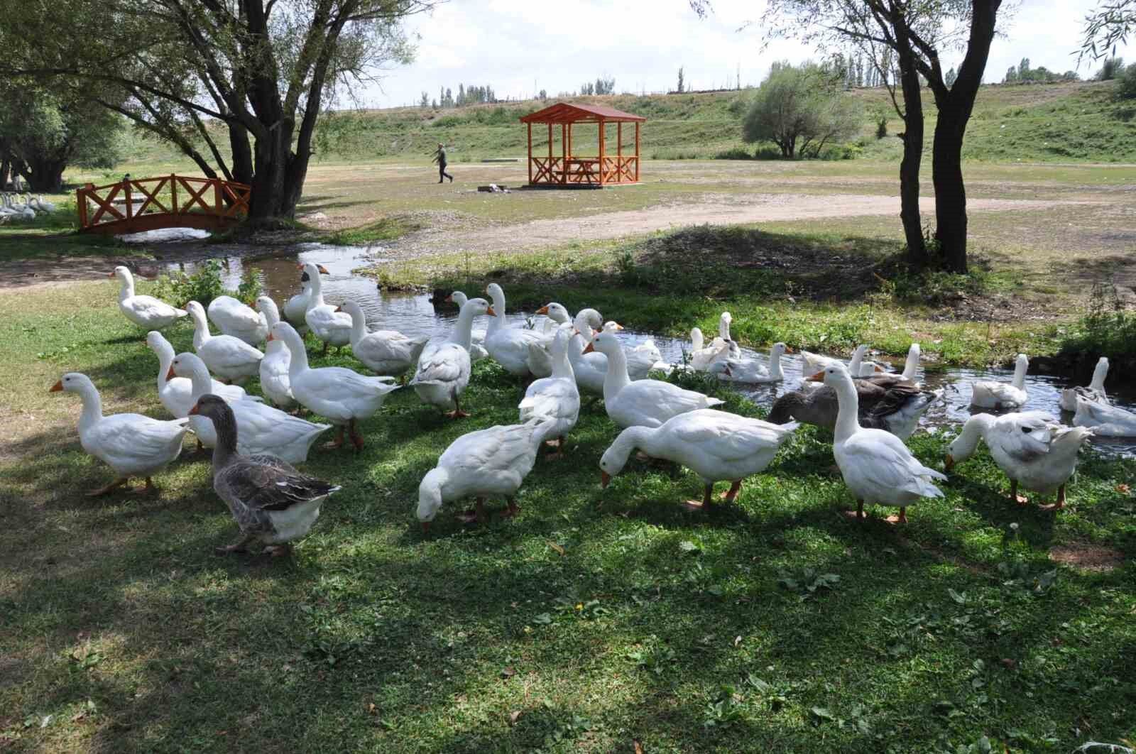 Kars kazına yoğun talep