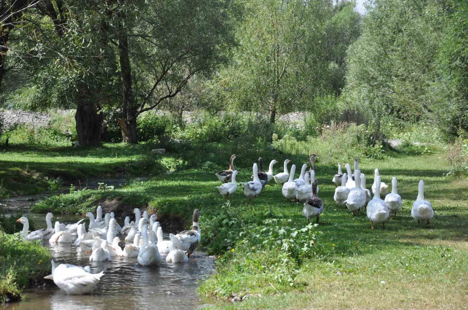 Kars kazına yoğun talep